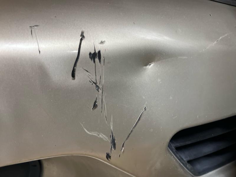 Ноускат — фото 14